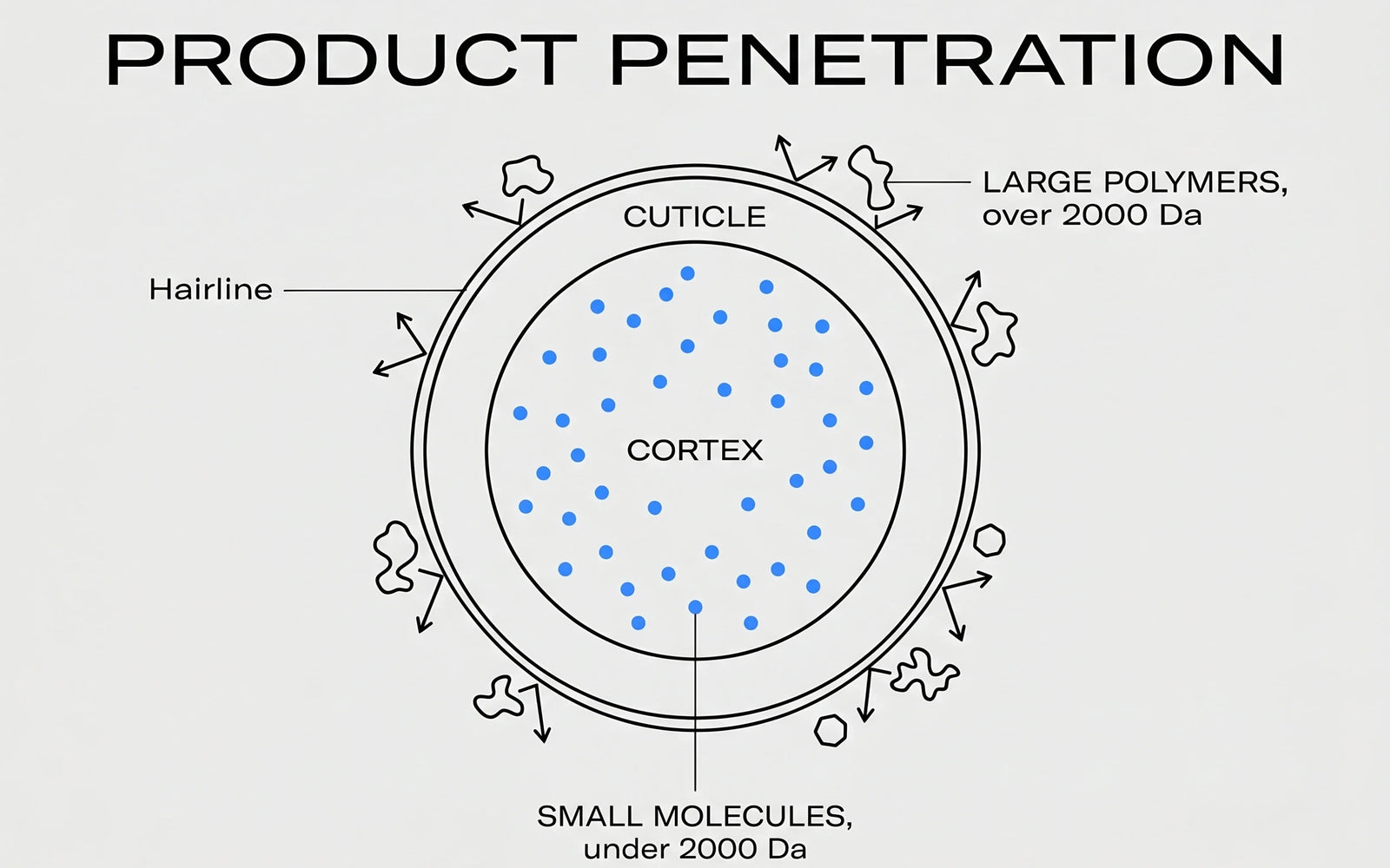Scientific illustration of a hair fiber cross-section showing the 2,000-dalton penetration rule — small molecules inside the cortex, large polymers deflected at the cuticle surface.