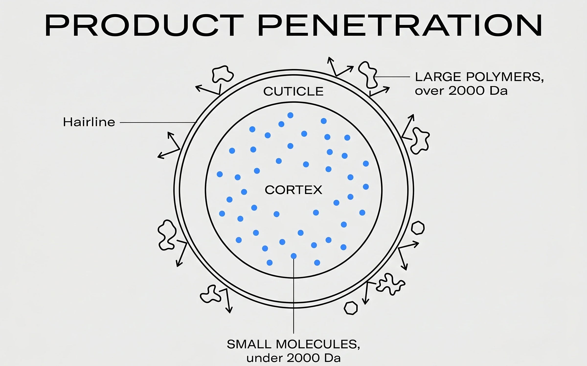 Scientific illustration of a hair fiber cross-section showing the 2,000-dalton penetration rule — small molecules inside the cortex, large polymers deflected at the cuticle surface.