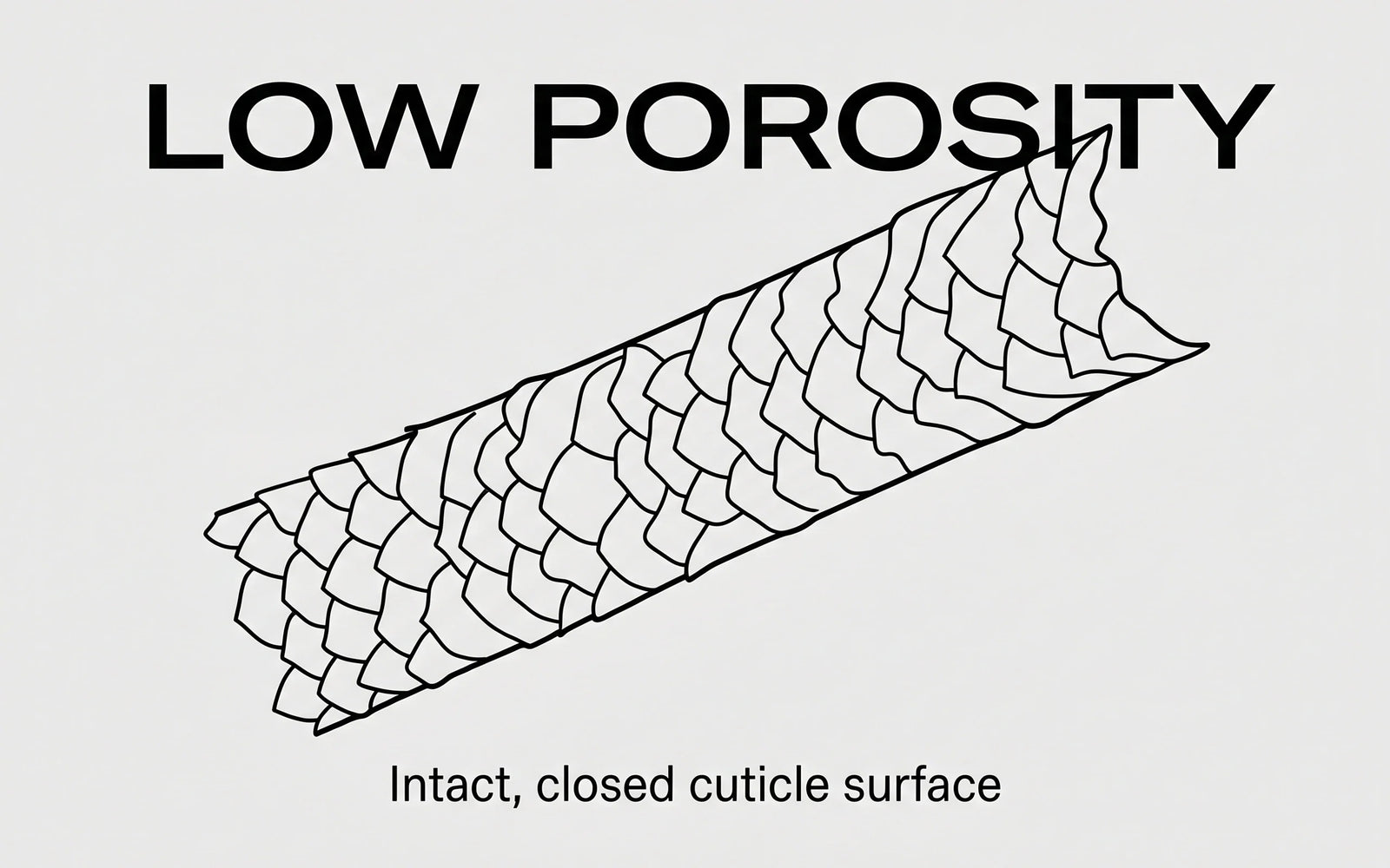 Illustration of a hair fiber with intact, tightly closed cuticle scales — the structural state of low-porosity virgin hair.