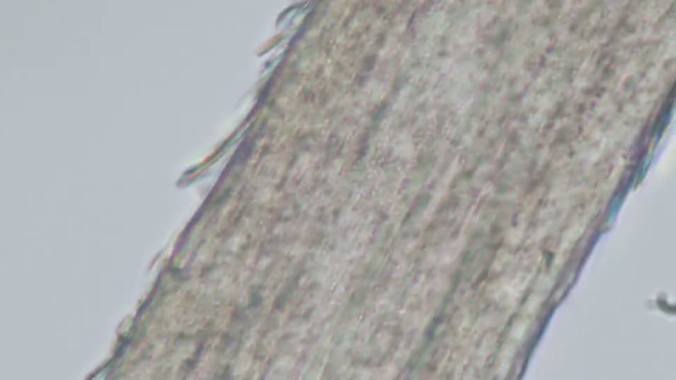 Bleached hair under a light microscope, thin flakes lifting along one edge of the fiber