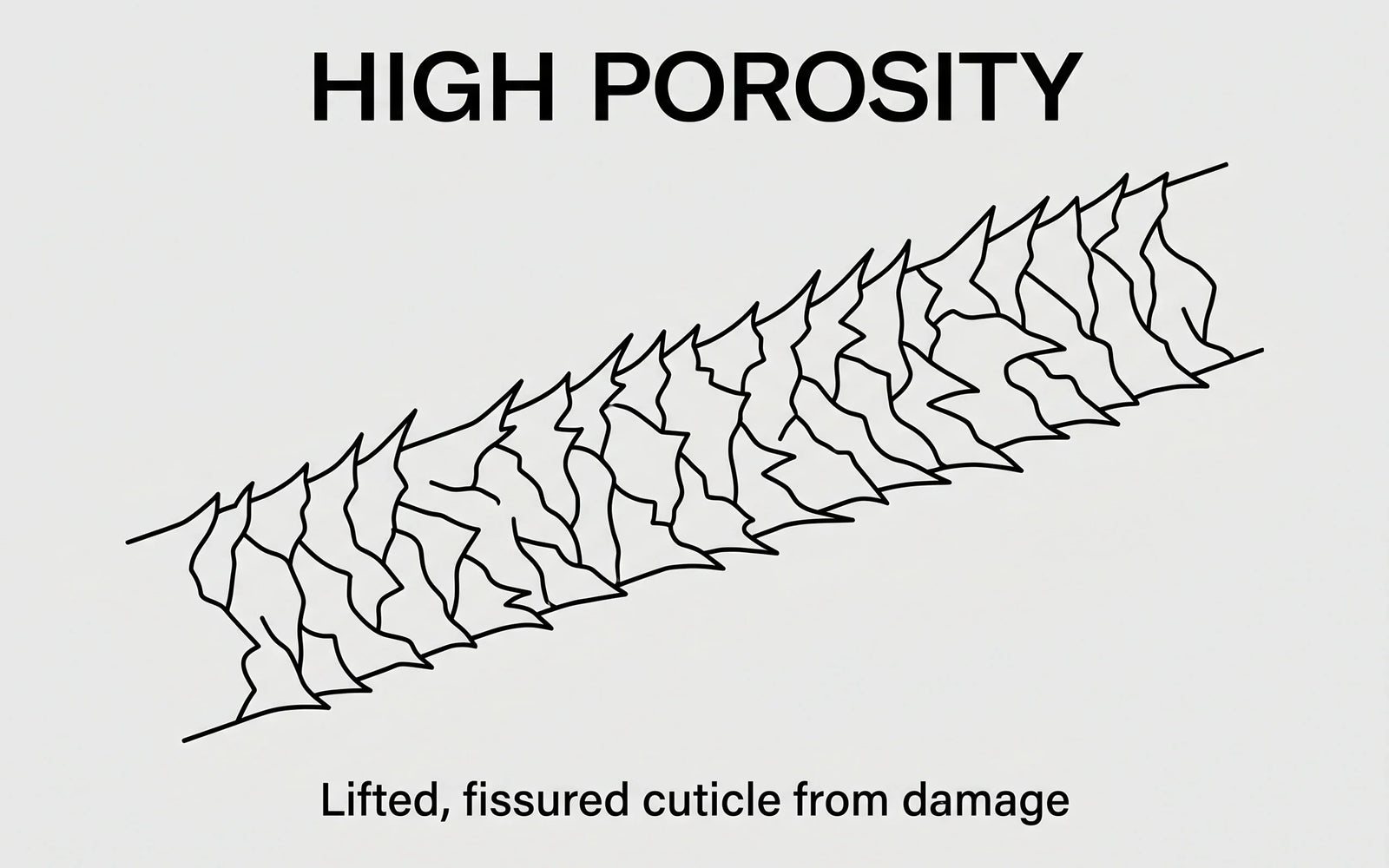 Illustration of a hair fiber with widely lifted, spiky cuticle scales — the structural state of high-porosity damaged hair.