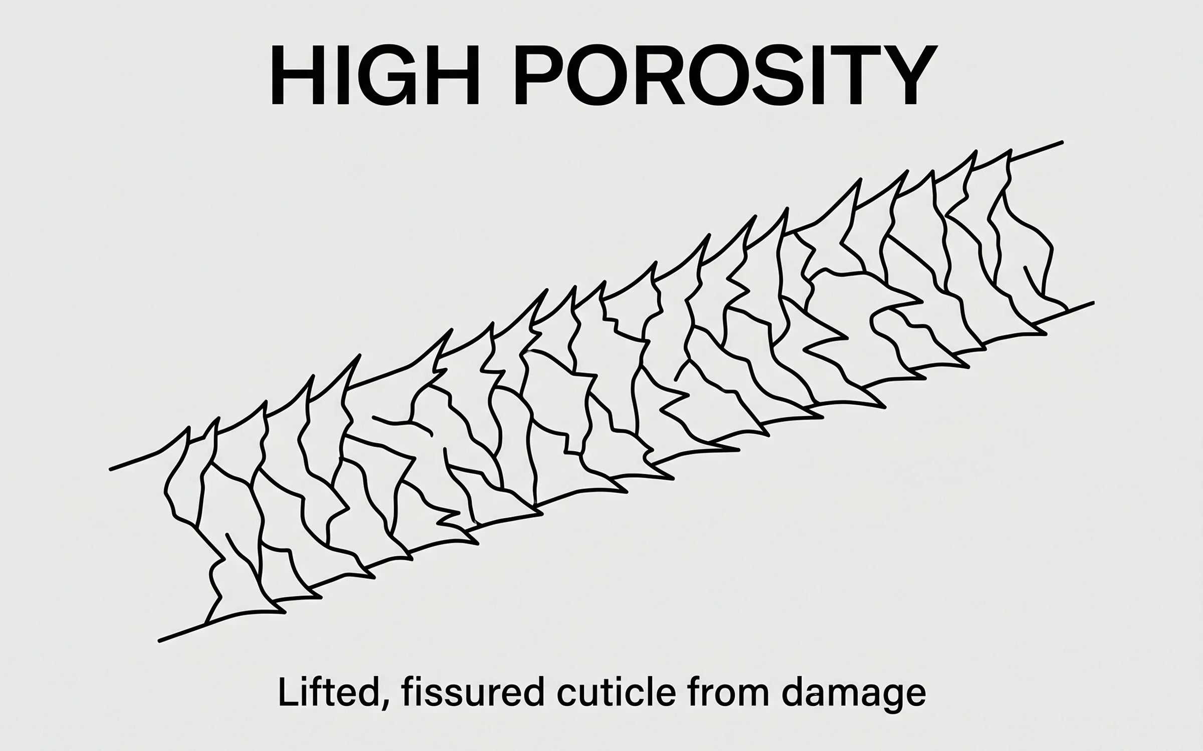 Illustration of a hair fiber with widely lifted, spiky cuticle scales — the structural state of high-porosity damaged hair.