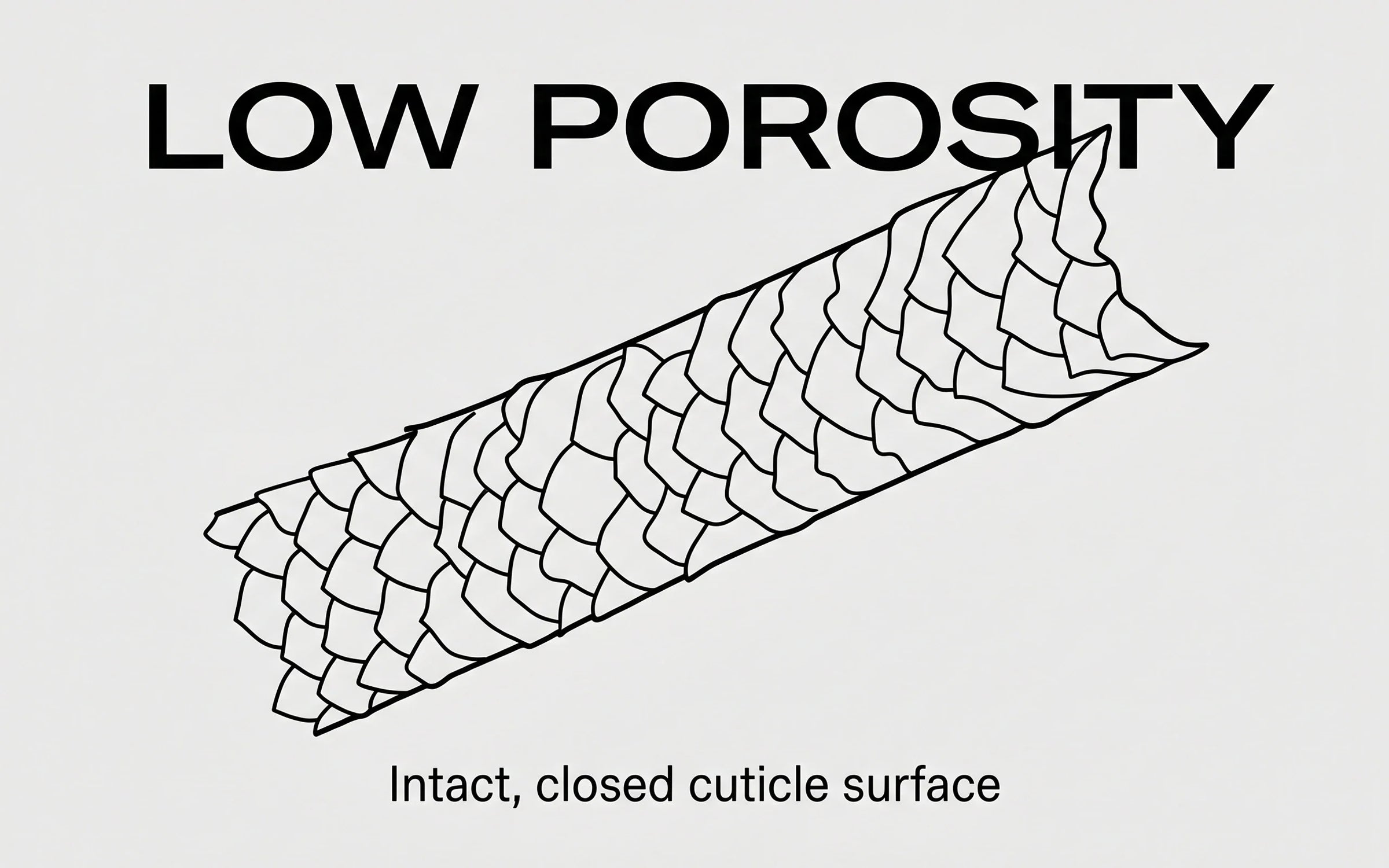 Illustration of a hair fiber with intact, tightly closed cuticle scales — the structural state of low-porosity virgin hair.