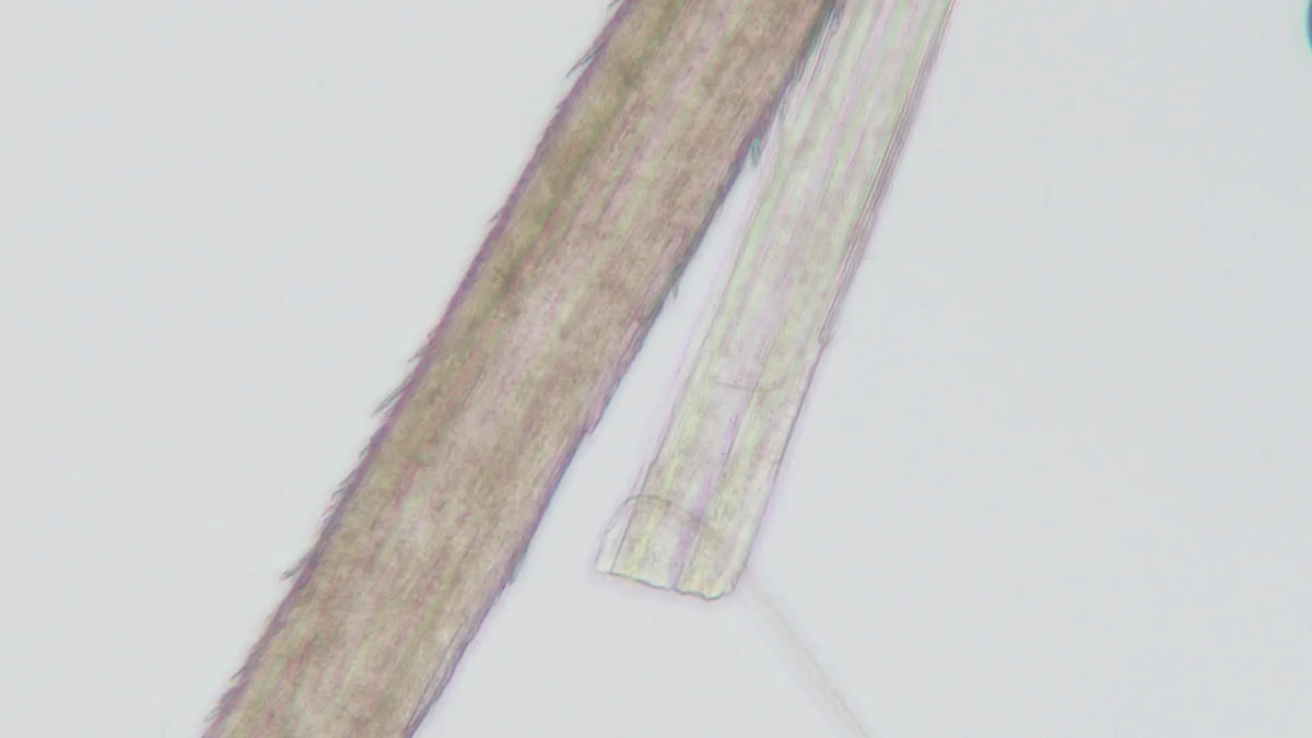 A hair fiber broken across its width, magnified under a microscope