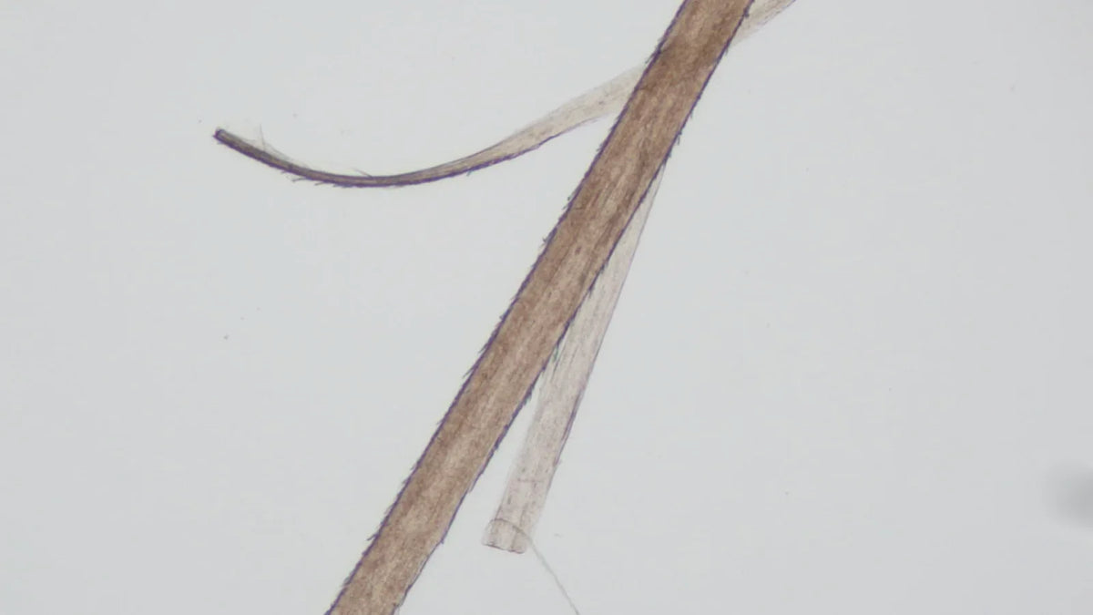 Two hair fibers under a light microscope, the paler one broken across its width
