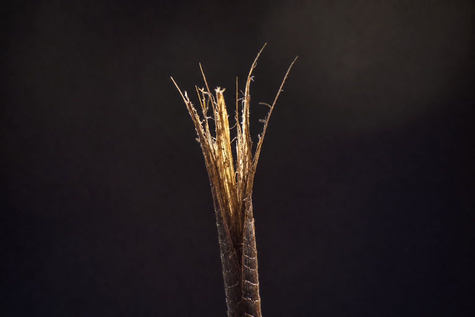 A frayed fibre revealing inner fibrils, the hair cortex.