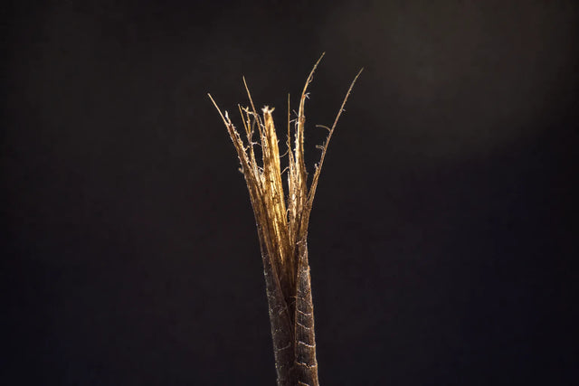 A frayed fibre revealing inner fibrils, the hair cortex.