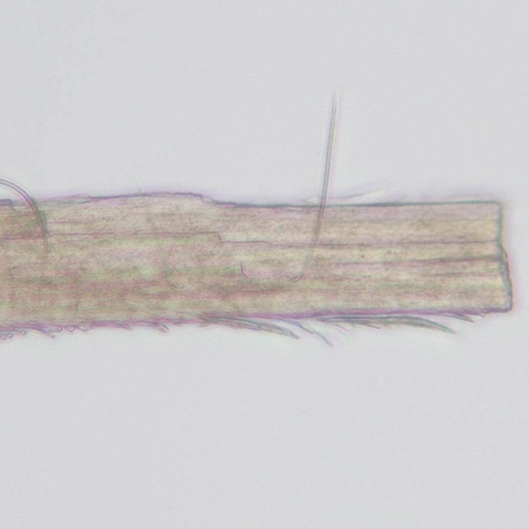 Bleached damaged hair microscopy